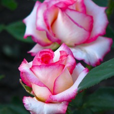 Саджанці чайно-гібридних троянд Белла Віта (привитий)