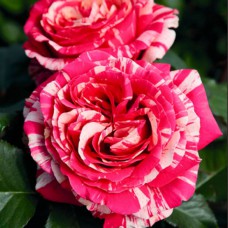 Саджанці чайно-гібридних троянд Бест Імпрешн (привитий)