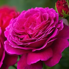 Саджанці чайно-гібридних троянд Біг Перпл (привитий)