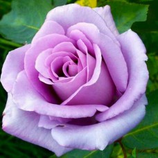 Саджанці чайно-гібридних троянд Блакитний Ніл (привитий)