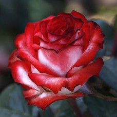 Саджанці чайно-гібридних троянд Блаш (привитий)