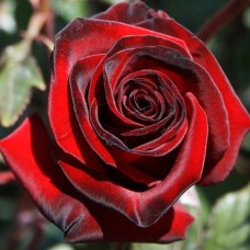 Саджанці чайно-гібридних троянд Блек Меджик (привитий)