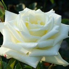 Саджанці чайно-гібридних троянд Боїнг (привитий)