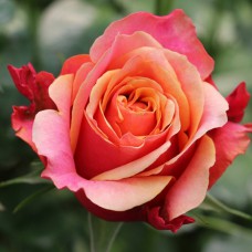 Саджанці троянд на штамбі Черрі Бренді (привитий)