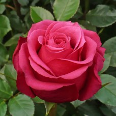 Саджанці чайно-гібридних троянд Черрі О (привитий)