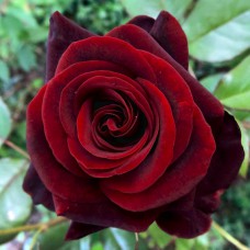 Саджанці чайно-гібридних троянд Чорна Магія (привитий)