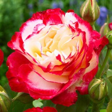 Саджанці чайно-гібридних троянд Дабл Делайт (привитий)