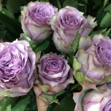 Саджанці чайно-гібридних троянд Дольчетто (привитий)