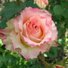 Саджанці чайно-гібридних троянд Дует (привитий)