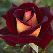 Саджанці чайно-гібридних троянд Едді Мітчел (привитий)