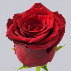 Саджанці чайно-гібридних троянд Експлорер (привитий)