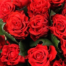 Саджанці чайно-гібридних троянд Ель Торо (привитий)