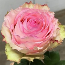 Саджанці чайно-гібридних троянд Есперанса (привитий)