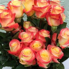 Саджанці чайно-гібридних троянд Флорида (привитий)