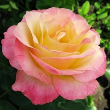 Саджанці чайно-гібридних троянд Глорія (привитий)