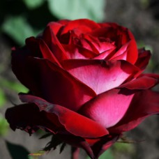 Саджанці чайно-гібридних троянд Госпел (привитий)