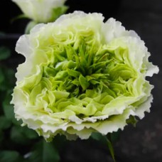 Саджанці чайно-гібридних троянд Грін Ай (привитий)