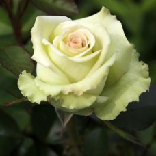 Саджанці чайно-гібридних троянд Грін Фешн (привитий)