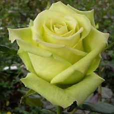 Саджанці чайно-гібридних троянд Грін Ті (привитий)