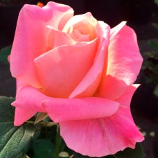 Саджанці чайно-гібридних троянд Єва (привитий)