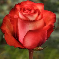 Саджанці чайно-гібридних троянд Ігуана (привитий)