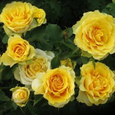 Саджанці чайно-гібридних троянд Іліос (привитий)