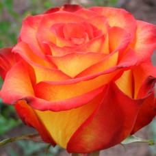 Саджанці чайно-гібридних троянд Хай Меджік (привитий)