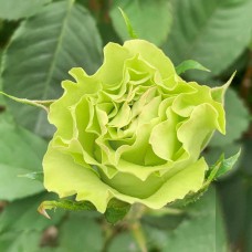 Саджанці чайно-гібридних троянд Ківі (привитий)