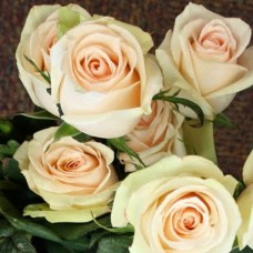 Саджанці чайно-гібридних троянд Ла Перла (привитий)