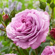 Саджанці чайно-гібридних троянд Лавендер Айс (привитий)
