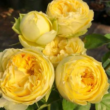 Саджанці чайно-гібридних троянд Лемон Помпон (привитий)