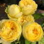 Саджанці чайно-гібридних троянд Лемон Помпон (привитий)