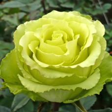 Саджанці чайно-гібридних троянд Лімбо (привитий)