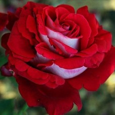 Саджанці чайно-гібридних троянд Люксор (привитий)