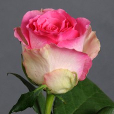 Саджанці чайно-гібридних троянд Малібу (привитий)