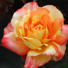 Саджанці чайно-гібридних троянд Марвел (привитий)