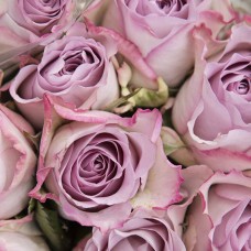 Саджанці чайно-гібридних троянд Меморі Лейн (привитий)