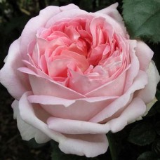 Саджанці чайно-гібридних троянд Міріам (привитий)