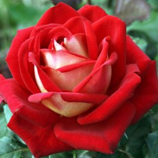 Саджанці чайно-гібридних троянд Нью Фешн (привитий)