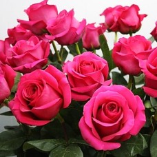 Саджанці чайно-гібридних троянд Пінк Флойд (привитий)