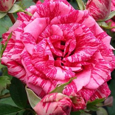 Саджанці чайно-гібридних троянд Пінк Інтуїшн (привитий)