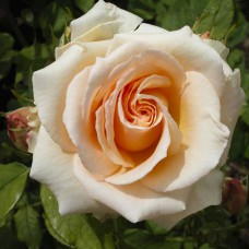 Саджанці чайно-гібридних троянд Примадонна (привитий)