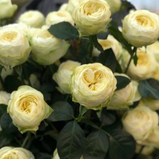 Саджанці чайно-гібридних троянд Пур Блонд (привитий)