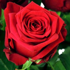 Саджанці чайно-гібридних троянд Ред Наомі (привитий)