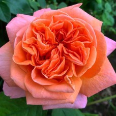 Саджанці чайно-гібридних троянд Рене Госінні (привитий)