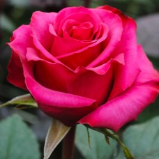 Саджанці чайно-гібридних троянд Розбери (привитий)