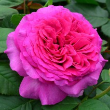 Саджанці чайно-гібридних троянд Саманта (привитий)