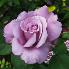 Саджанці чайно-гібридних троянд Шарль де Голль (привитий)