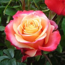 Саджанці чайно-гібридних троянд Три-Д (привитий)