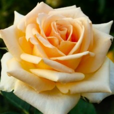 Саджанці чайно-гібридних троянд Версилія (привитий)